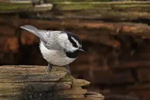 Songbirds Prints: Mountain Chickadee perched (Poecile gambeli) on a log in winter