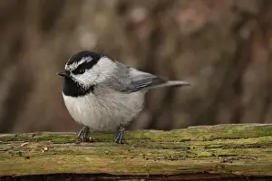 Songbirds Prints: Mountain Chickadee (Poecile gambeli) perched on a log in winter