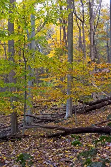 Bucolic Prints: Mountain Fall Foliage