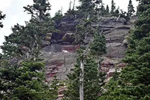 Mountain Goat Prints: Mountain Goat