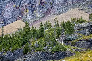 Canon Prints: A Mountain Goat in Glacier National Park