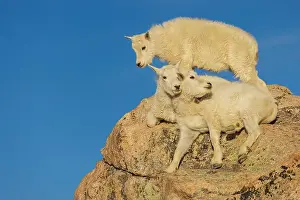 Ken Archer Prints: Mountain goat kids playing in the alpine country of Colorado