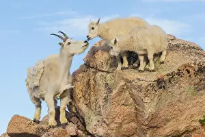 Ken Archer Prints: Mountain goat nanny greets her playful kids in the alpine country of Colorado