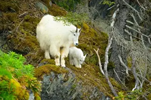 Alaskan Prints: Mountain goat nanny and kid on mossy cliff
