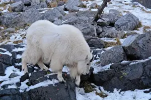 Mountain Goat Prints: Mountain Goat - Oreamnos americanus