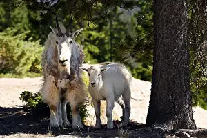 A mountain goat seen with a lamb in the rockies south of Jasper, Alberta, Canada