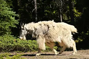 Mountain Goat Prints: A mountain goat seen in the rockies south of Jasper, Alberta, Canada