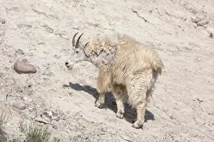 Lick Prints: Mountain Goat - In summer moult