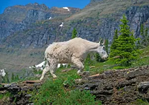 Wonderland Prints: Mountain Goat Walking in an Alpine Wonderland Near Logan Pass in Glacier National Park in Montana