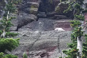 Mountain Goat Prints: Mountain Goat Zoomed