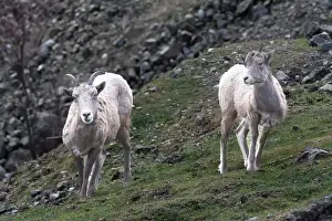 Alertness Prints: Two mountain Goats standing on a Grassy Slope in mountain landscape