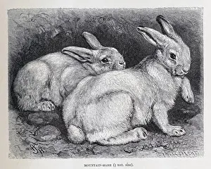 Mountain Hare from the The royal natural history edited by Richard Lydekker, Volume III published in 1893