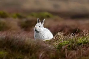 Moorland Prints: A mountain hare in white winter coat stands out against the moorland colours on the high moors of the Peak District