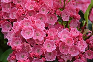 Early Summer Prints: Mountain Laurel