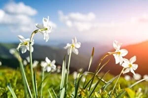 June Collection: Mountain meadow covered with white narcissus flowers. Carpathian mountains, Europe