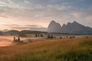 Mountain meadows of the Dolomites in the morning fog and mist with ethereal atmosphere
