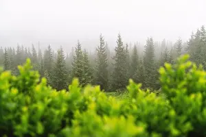 Mountain valley during foggy sunrise. Lush green blueberry bush on foggy meadow. Located place: Carpathians, Ukraine, Europe