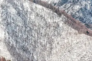 Mountain white snow in Okuhida villages in Gifu Prefecture, Japan park with many bare trees forest