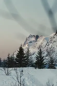 Chill Prints: Mountains of Ersfjord at sunset beyond arctic trees near Tromso Norway