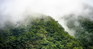 Seminatural Prints: Mountains with fog, jungle, Boaventura, Madeira, Portugal