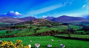 Sheep Prints: The Mountains of Mourne from Trassey Road