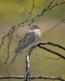 Collared Prints: A Mourning Dove in Arizona
