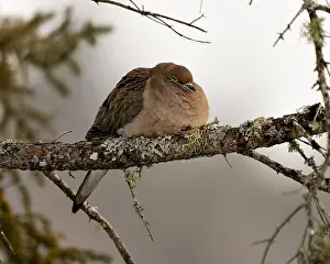 Bird Portrait Prints: Mourning Dove close-up profile view perched with puffy feather plumage and a blur background in its environment