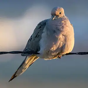 Urban Animals Prints: Mourning Dove perching on wire at sunset