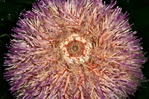 Echinoderm Prints: The mouthparts of an Edible Sea Urchin are on the underside