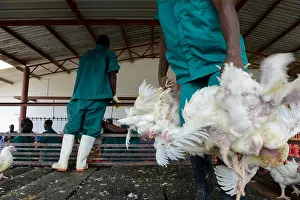 Food Industry Prints: MOZAMBIQUE, Chimoio, chicken farm and slaughterhouse Agro-Pecuaria Abilio Antunes