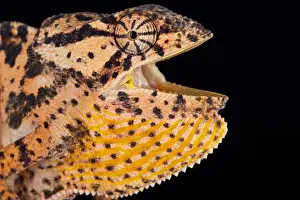 Agressive Prints: Mozambique flapped necked chameleon (Chamaeleo dilepis petersii)