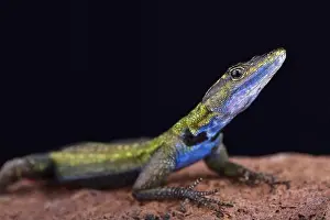 Malawi Prints: The Mozambique flat lizard (Platysaurus intermedius nyasae) is found in Malawi and central Mozambique
