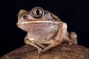 Malawi Prints: The Mozambique tree frog (Leptopelis mossambicus) is a large tree frog species found in Southern Africa