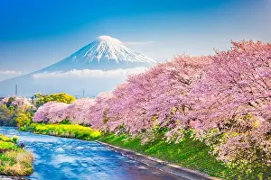 Mt. Fuji, Japan spring landscape and river with cherry blossoms
