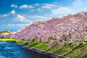 Landscape Prints: Mt. Fuji, Japan spring landscape and river with cherry blossoms