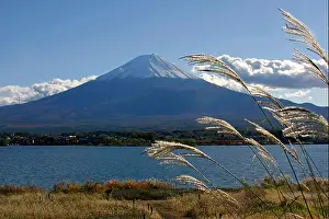 Fuji Prints: Mt. Fuji view from Kawaguchiko lake Japanese pampas grass foreground Yamanashi Japan