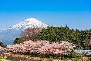 Images Dated 14th April 2017: Mt. Fuji viewed from rural Shizuoka Prefecture in spring season with cherry blossoms
