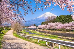Fuji Prints: Mt. Fuji viewed from rural Shizuoka Prefecture in spring season