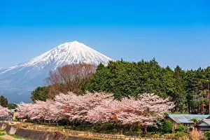 Mt. Fuji viewed from rural Shizuoka Prefecture in spring season with cherry blossoms
