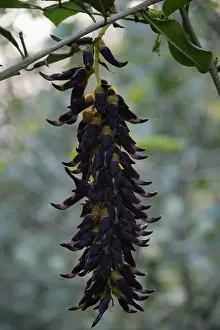 Oil Palm Prints: Mucuna bracteata is a climbing shrub that grows in subtropical biomes