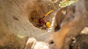 Predators Prints: Mud Dauber wasp gathering dirt and making balls and fly back to its nest