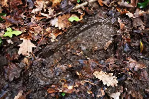 Walks Prints: A muddy footprint in a forest