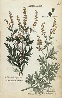 Vulgaris Prints: Mugwort, Artemisia vulgaris, and wormwood