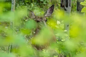 Female Deer Prints: Mule Deer doe in dense forest (Odocoileus hemionus), Canmore, Alberta