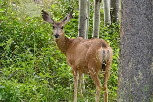 Female Deer Prints: Mule Deer doe (Odocoileus hemionus), Canmore, Alberta