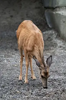 Female Deer Prints: Mule Deer doe (Odocoileus hemionus), Canmore, Alberta