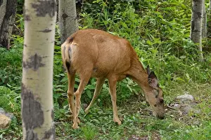 Female Deer Prints: Mule Deer doe (Odocoileus hemionus), Canmore, Alberta
