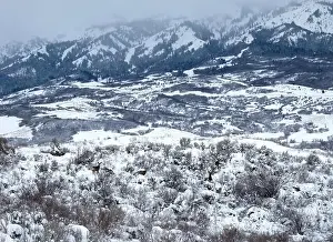 Mule Deer Prints: Four mule deer in Mountain Green, Utah. In the background the Wasatch Range of mountains