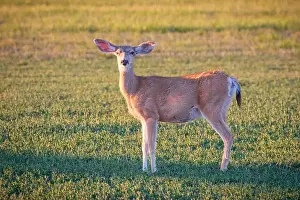 Anxious Prints: A mule deer (Odocoileus hemionus)