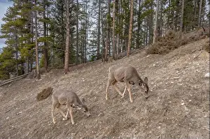 Mule Deer Prints: Two mule deer (Odocoileus hemionus) grazing on a barren slope in Banff National Park